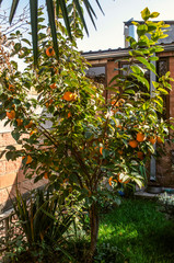 A small persimmon tree with ripe fruit in the courtyard among the flowers near the house