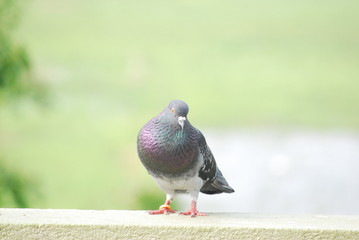 pigeon in park