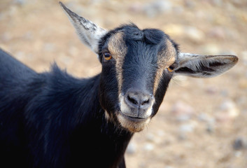 African Pygmy Goat (Capra aegagrus hircus)