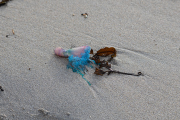 A Portuguese Man O' War washed ashore in Cornwall