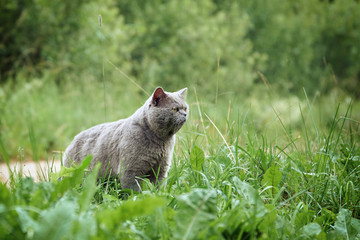 British short hair male cat hunting on the green meadow outdoors in summer