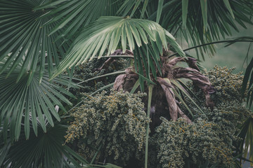 Prise de vue sur un feuillage de palmiers.