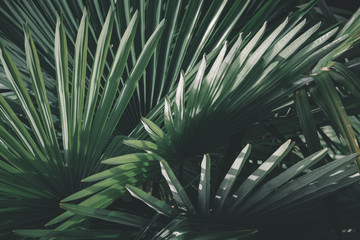 Prise de vue sur un feuillage de palmiers.