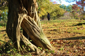 風景　古木　くねくね　秋　