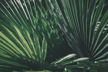 Prise de vue sur un feuillage de palmiers.