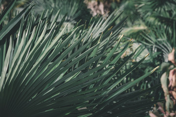 Prise de vue sur un feuillage de palmiers.
