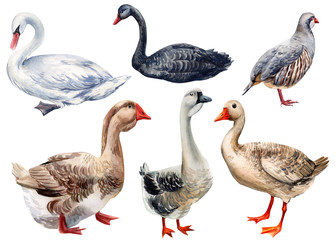 set of poultry on a white background, watercolor painting, swan, goose, partridge © Hanna