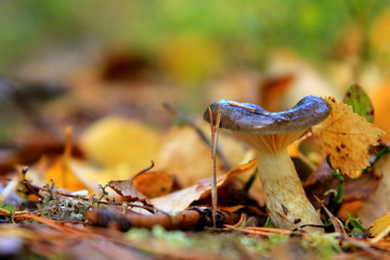 Little mushroom in the autumn forest.
