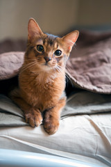 Fototapeta na wymiar fluffy red cat with green eyes (Somali breed) ,small depth of sharpness..