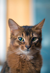 fluffy red cat with green eyes (Somali breed) ,small depth of sharpness..