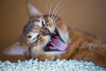 fluffy red cat with green eyes (Somali breed) yawns,small depth of sharpness..