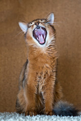 fluffy red cat with green eyes (Somali breed) yawns,small depth of sharpness..