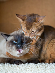 two young cats , Thai Shorthair seal point Bobtail and red fluffy Somali breed