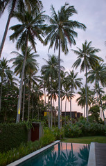 Fototapeta na wymiar palm trees over the pool at sunset. Indonesia. Bali