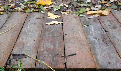 wooden boards lie in a row in the autumn park, small depth of sharpness