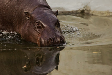 muzzle of the animal is reflected in the water. Plump little liberian west african hippo pygmy.
