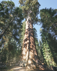 young woman tourist looks up at the General Sherman Tree in Sequoia National Park, California. This tree is the largest known living single stem tree on Earth