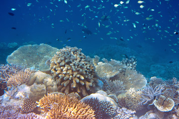 Naklejka na ściany i meble Big pack of tropical fishes over a coral reef