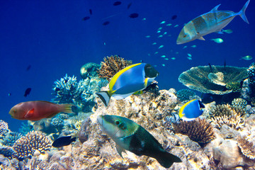 Naklejka premium Fishes in corals. Underwater world.