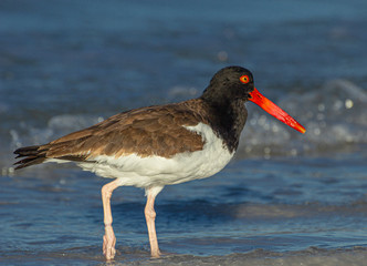 Close-up of Oyster Catcher at Fort DeSoto Park, Florida