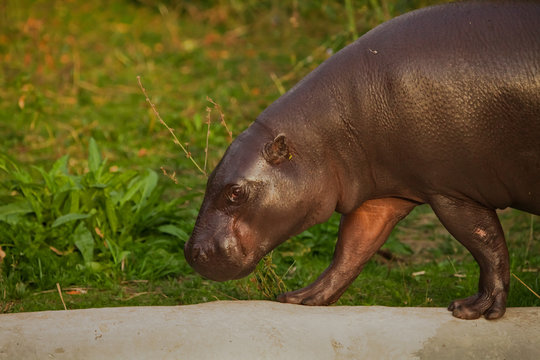 in profile. cute plump little liberian west african hippo pygmy.