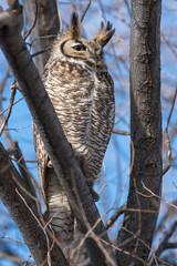 Great horned owl sitting in a tree.