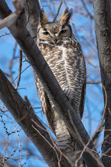 Great horned owl sitting in a tree.