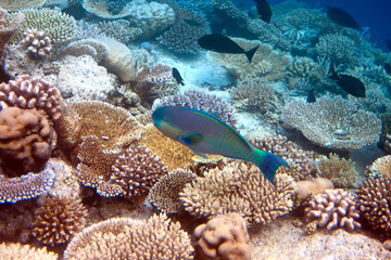 fish over the coral reef