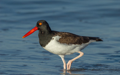 Oyster Catcher Walking Left at Fort DeSoto Park, Florida