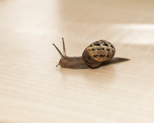Garden snail on hard top. Macro Image.