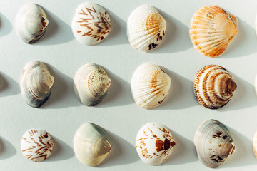 Many different seashells on a white background. Minimalism layout. Tropical summer vacation or sea food concept.