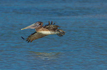 Pelican Just After Liftoff at Fort DeSoto Park, Florida