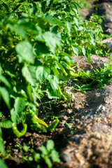 pimientos verdes en huerto ecológico 