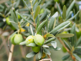 Closeup view of tree branch with olives.