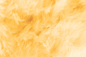 Macro of pastel bird fluffy feathers in soft color and blur style for background