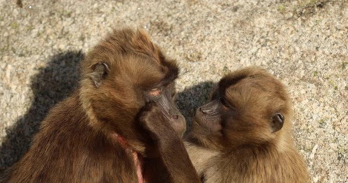 A group of Gelada Baboons (Theropithecus gelada) grooming each other.
