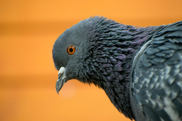 portrait of a pigeon