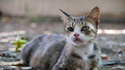 Naklejka premium stray cat in selective focus, blurry photo