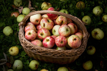 Straw basket full of fresh ripe apples stands on the green grass in the dark lit by the light beam. Autumn harvest of apples in countryside. Freshly collected fruits in basket outdoors.