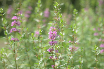 咲き始めたミソハギ