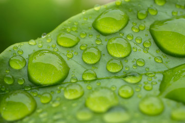Fototapeta premium Beautiful drops of transparent rain water on a green leaf macro. Close up drops of dew in the morning glow in the sun. Beautiful leaf texture in nature. Natural background concept.Photo select focus.
