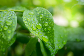 Beautiful drops of transparent rain water on a green leaf macro. Close up drops of dew in the morning glow in the sun. Beautiful leaf texture in nature. Natural background concept.Photo select focus.