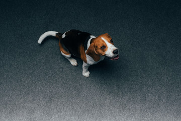 adorable beagle dog sitting on floor at home