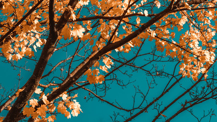 Die Fraben der Blätter sind im Herbst besonders schön