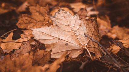 Schöne Macroaufnahme von einem Herbstblatt