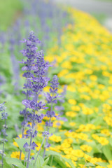 青と黄色（ブルーサルビア）