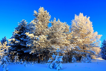 Snow on trees on a frosty winter day.
