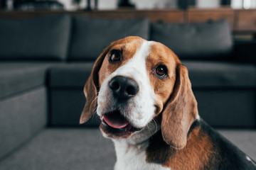Fototapety  selective focus of adorable beagle dog looking at camera in Living Room