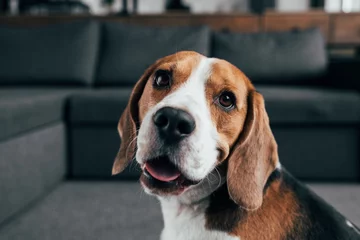 Fototapeten selective focus of adorable beagle dog looking at camera in Living Room © LIGHTFIELD STUDIOS