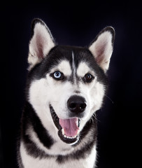 Dog  breed Siberian Husky portrait on a black background